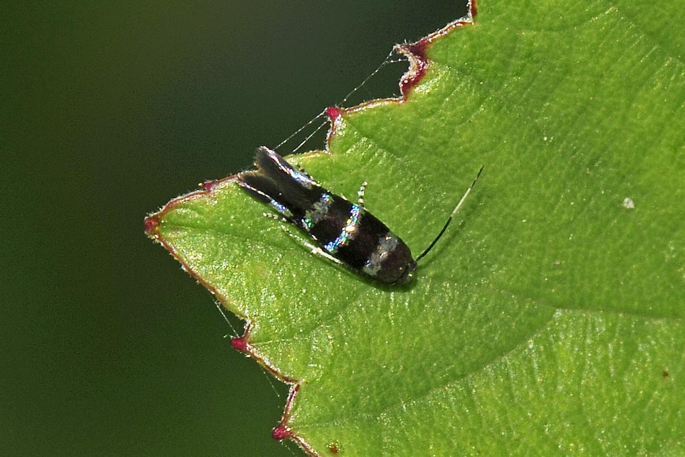 Da determinare - Stephensia brunnichella - Elachistidae